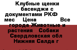 Клубные щенки басенджи с документами РКФ - 2,5 мес. › Цена ­ 20 000 - Все города Животные и растения » Собаки   . Свердловская обл.,Нижняя Салда г.